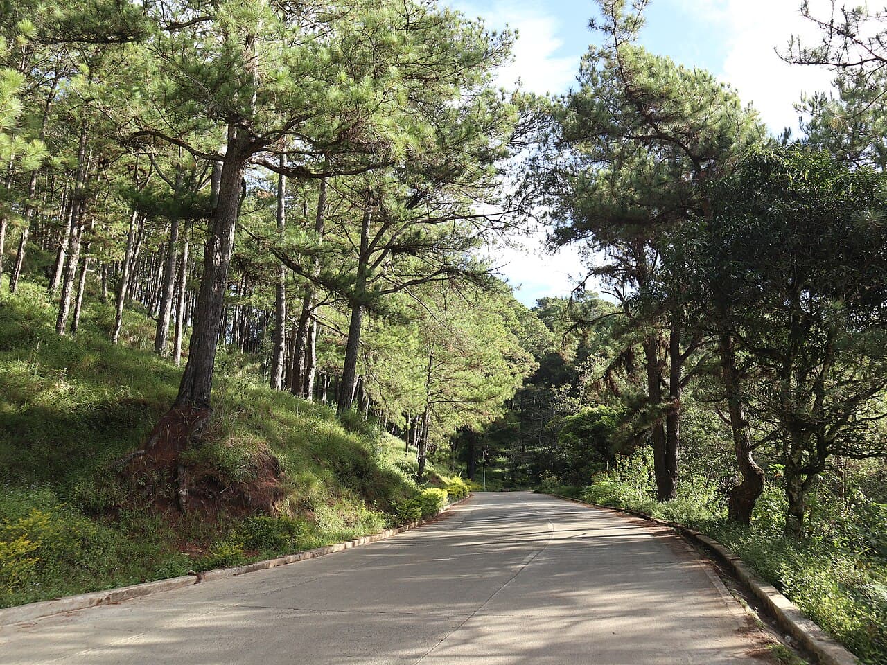 Benguet pine trees