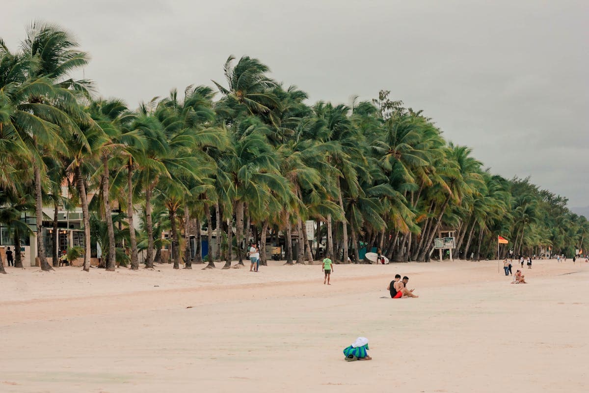 Tropical palm trees on Boracay beach