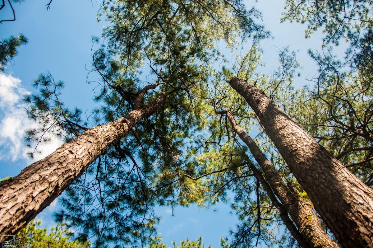 Baguio City Adventures: Your Guide to the Summer Capital