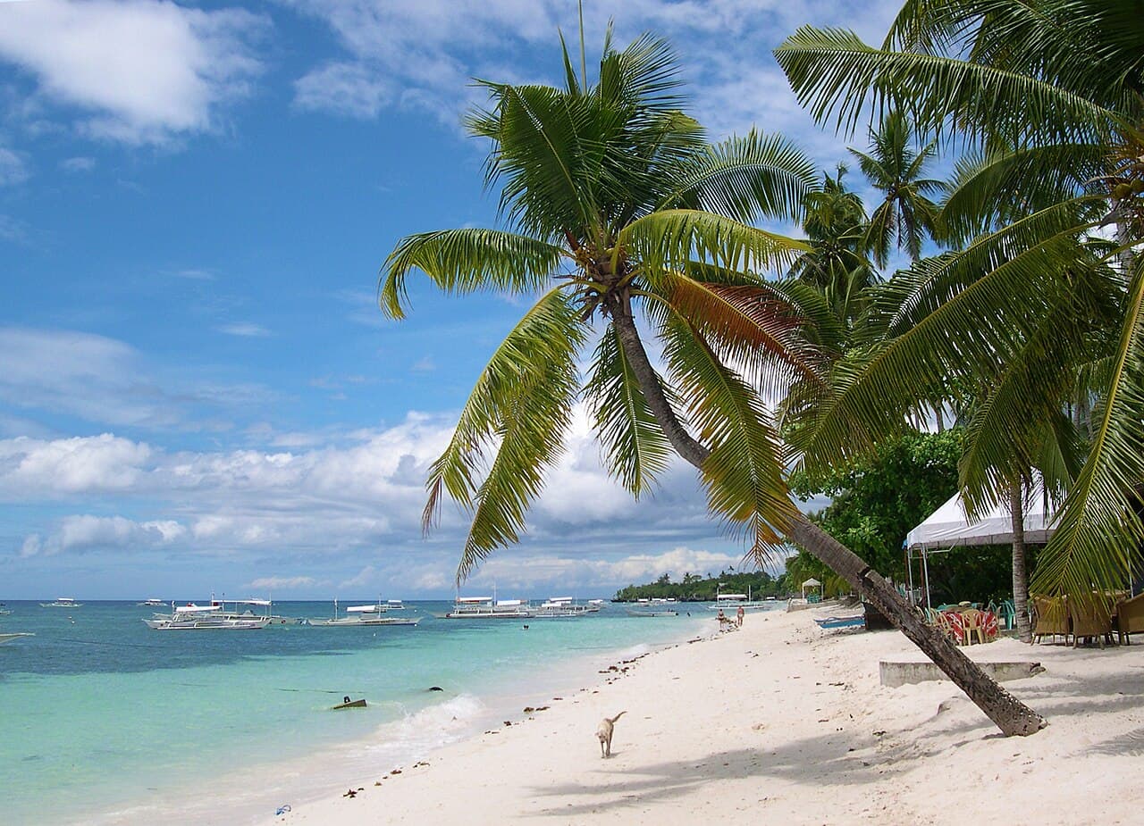 Palm trees on beach